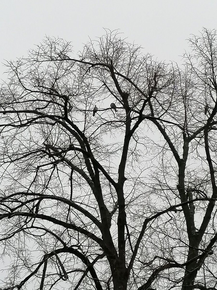 Die Bäume, bei mir im Hof, verbreiten düstere Stimmung 💀 ... Na, wird wohl doch noch ein schönes Tag 🖤