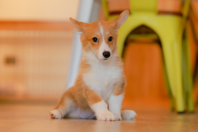 aus_pet's tweet photo. 寒さが苦手な犬種のワンちゃんは冬のお散歩を嫌がったりするよね😅
冬太りが心配なときはお家で遊んであげたり室内型のドッグランに連れて行ってあげるといい運動になるみたい！☺️
#ペット保険　#au損保　#犬　#猫　#犬のいる暮らし　#猫のいる暮らし https://t.co/B0OsdC387E
