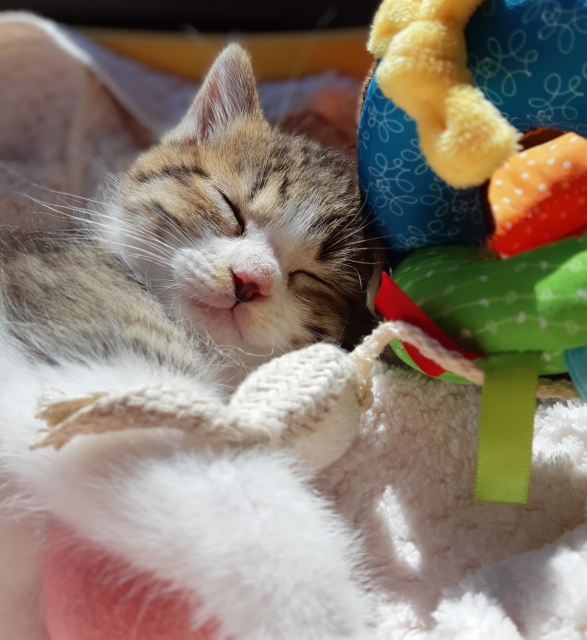aus_pet's tweet photo. 今日は　#猫の日
日本の猫の日は今日だけど、実は日本以外にも猫の日のある国があるって知ってた？🙄
国によって日にちはまちまちでも世界中でネコちゃんが愛されているって素敵だね！😊
#ペット保険　#au損保　#犬　#猫　#犬のいる暮らし　#猫のいる暮らし https://t.co/uz4V7BOcf0