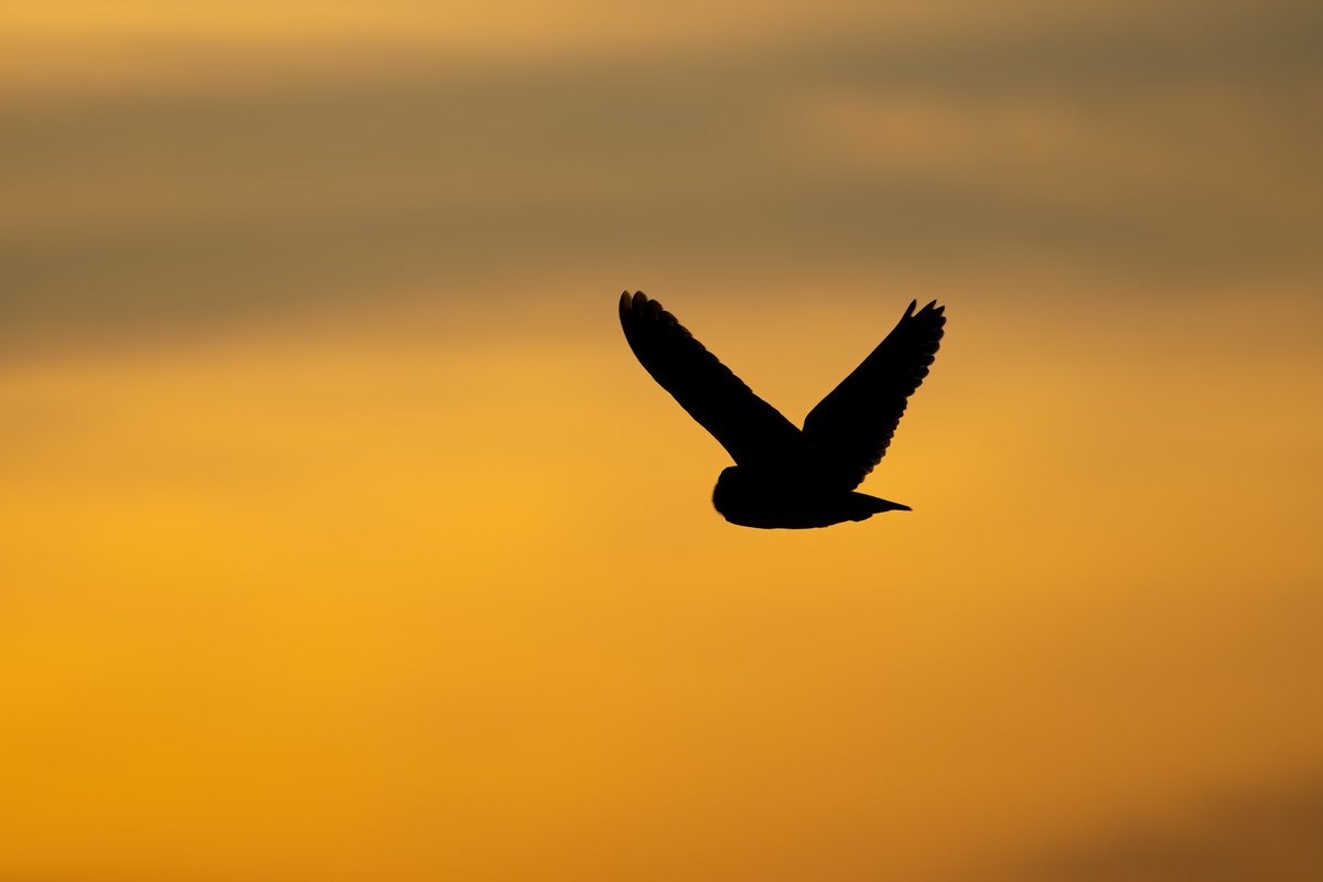 Short-Eared Owl at sunset #shortearedowl #eastsussex