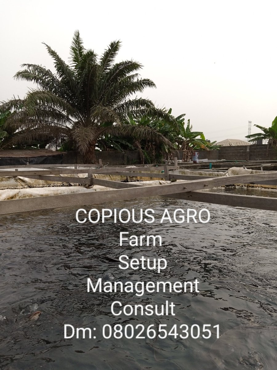 copiousagro's tweet photo. Your reliable and credible source with proven track records.

Dm: 08026543051 
(calls, WhatsApp)
.
.
#naija #farm #lekki #ikoyi #ikeja #Wizkidfc @burnaboy @MBuhari @davido @wizkidayo @PulseNigeria247 @yabaleftonline @RealJerryEze @official2baba @followlasg @jidesanwoolu https://t.co/Wnk6DzfVzu
