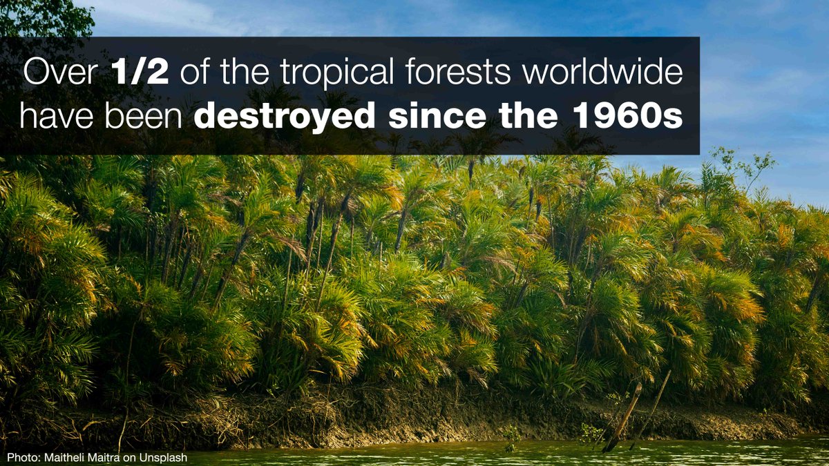 Forests are globally important in regulating #climate and locally important in sustaining communities and supporting #biodiversity. But they are under increasing pressure.