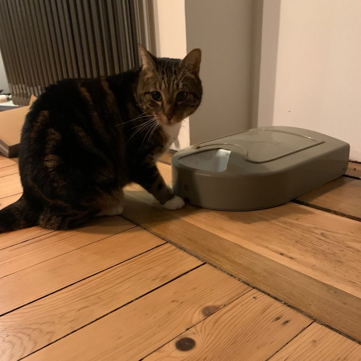 PetSafeFR's tweet photo. Un repas au poil avec PetSafe® !
📸 les_chambres_du_parc
➡️ https://t.co/LqA7IpGlmF #AlimentationChat https://t.co/3poPnKStcZ