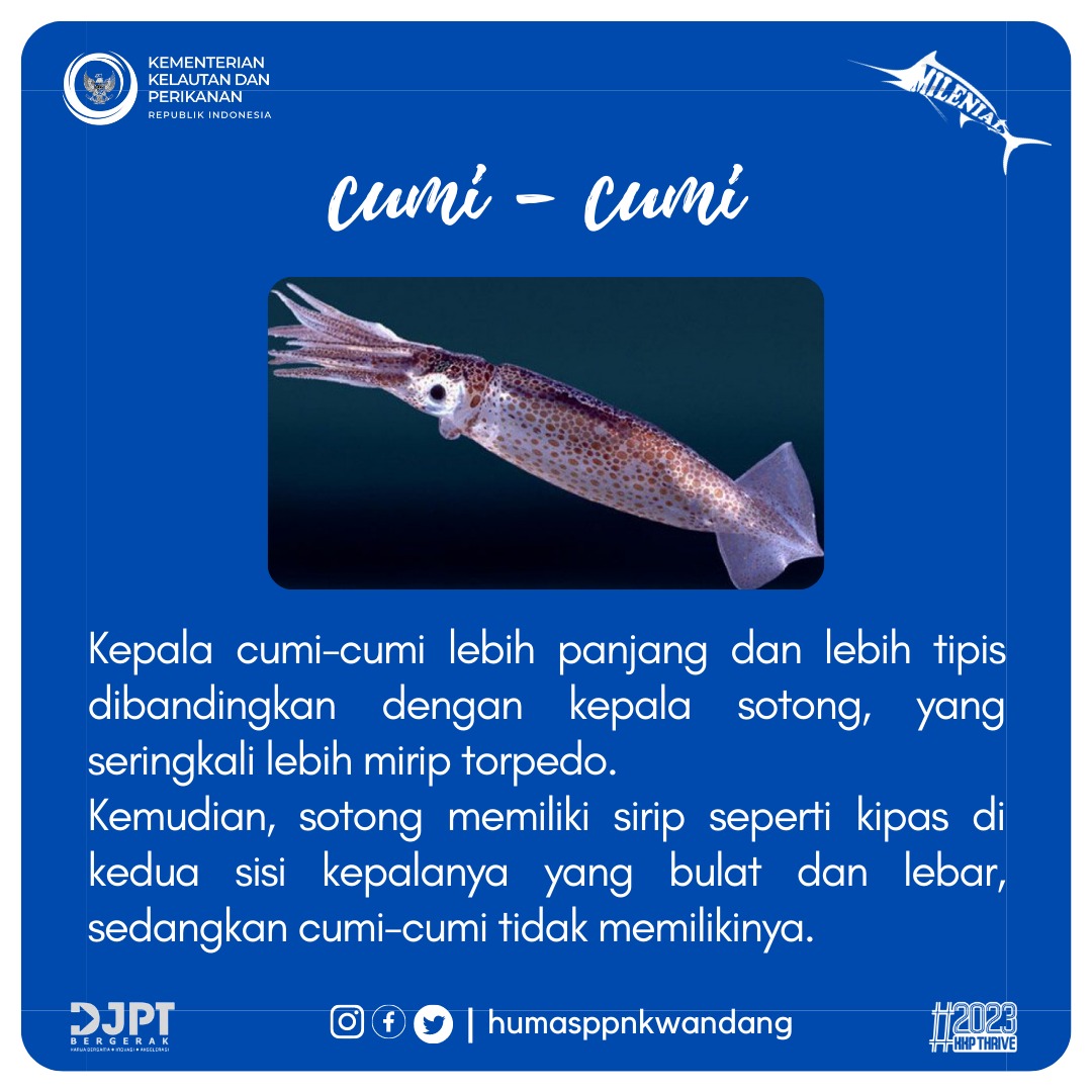 ppn_kwandang's tweet photo. Selamat hari Kamis #SahabatBahari yang manis 😉😉. Kira-kira dirumah lebih suka makan Cumi atau Sotong? Dua-duanya enak pastinya yahh. Nah #taukahanda Meskipun secara fisik hampir sama, ternyata Sotong dan cumi itu memiliki beberapa perbedaan loh. Apa aja perbedaannya? https://t.co/XQs4dxNXfb