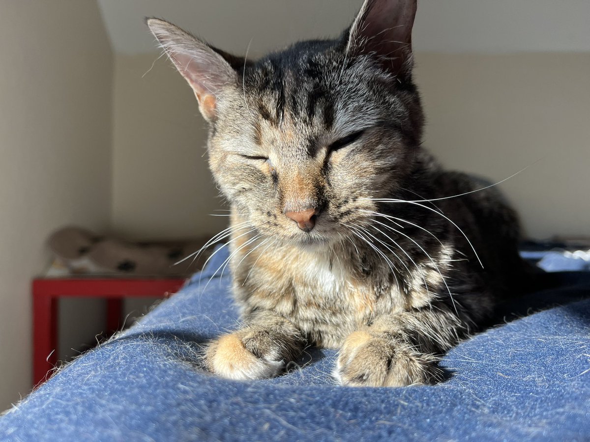 FeLV_cat's tweet photo. 🚨‼️Hive mind help pls: any1 has a cat on #Proin ? Our hospice isn't eating since starting Proin &amp; I think it makes her feel crummy. She finally ate some ton8 🙏 Proin is just 2 make her leak less pee r8? Not actual #UTI treatment? #CatsofTwittter #FIP #FeLV https://t.co/yKpqxQaTjj
