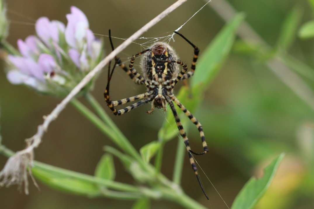 Wasp spider seen in #Tenerife in #December #arachnids #spiders #arachnology #TwitterNatureCommunity #naturelovers @BritishSpiders