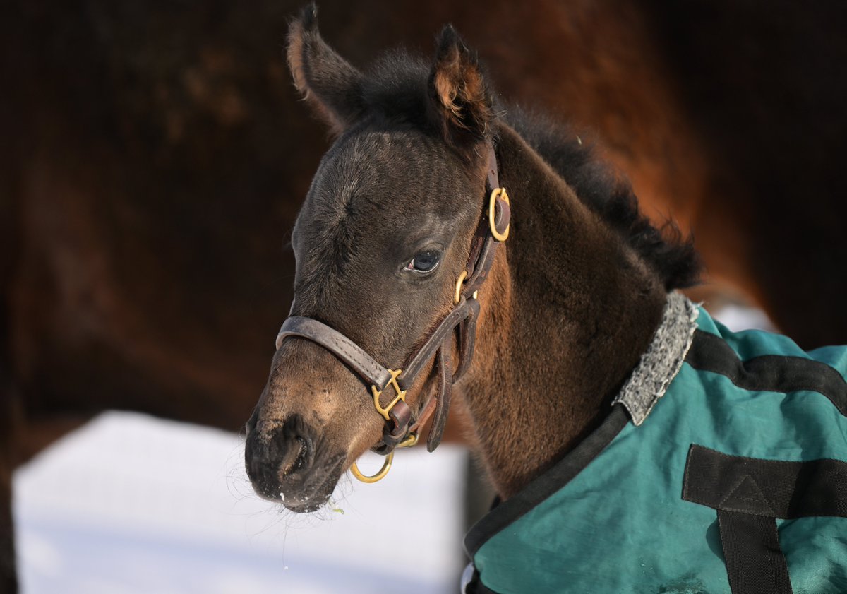 エスティタートっ子🐴
可愛いぃぃ！！！ 