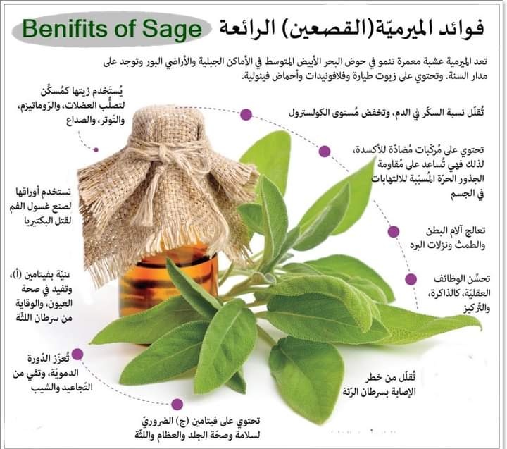 ask_doctor2's tweet photo. #الميرمية https://t.co/zywrPpUBuk