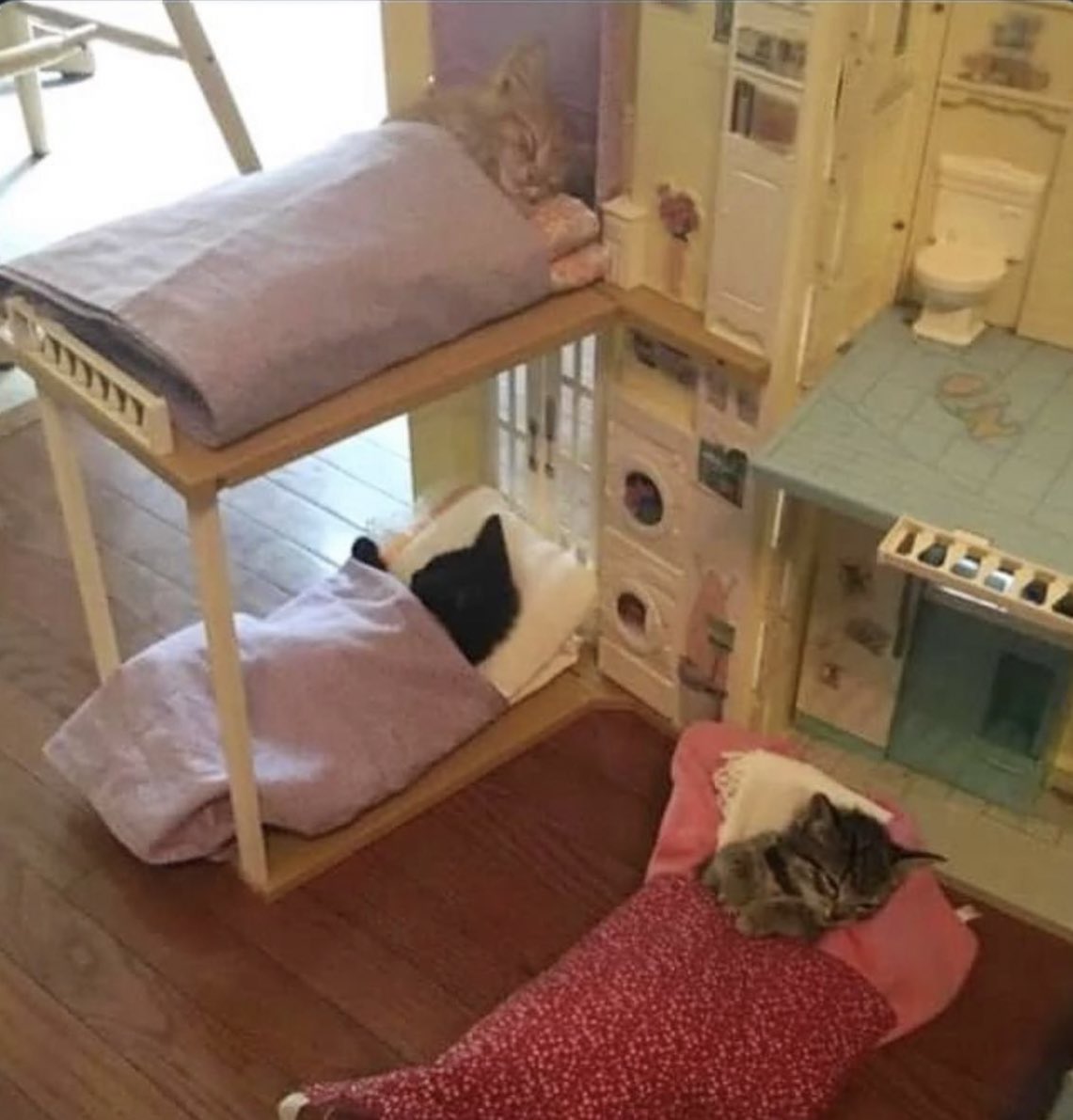 Posts Of Cats tweet media