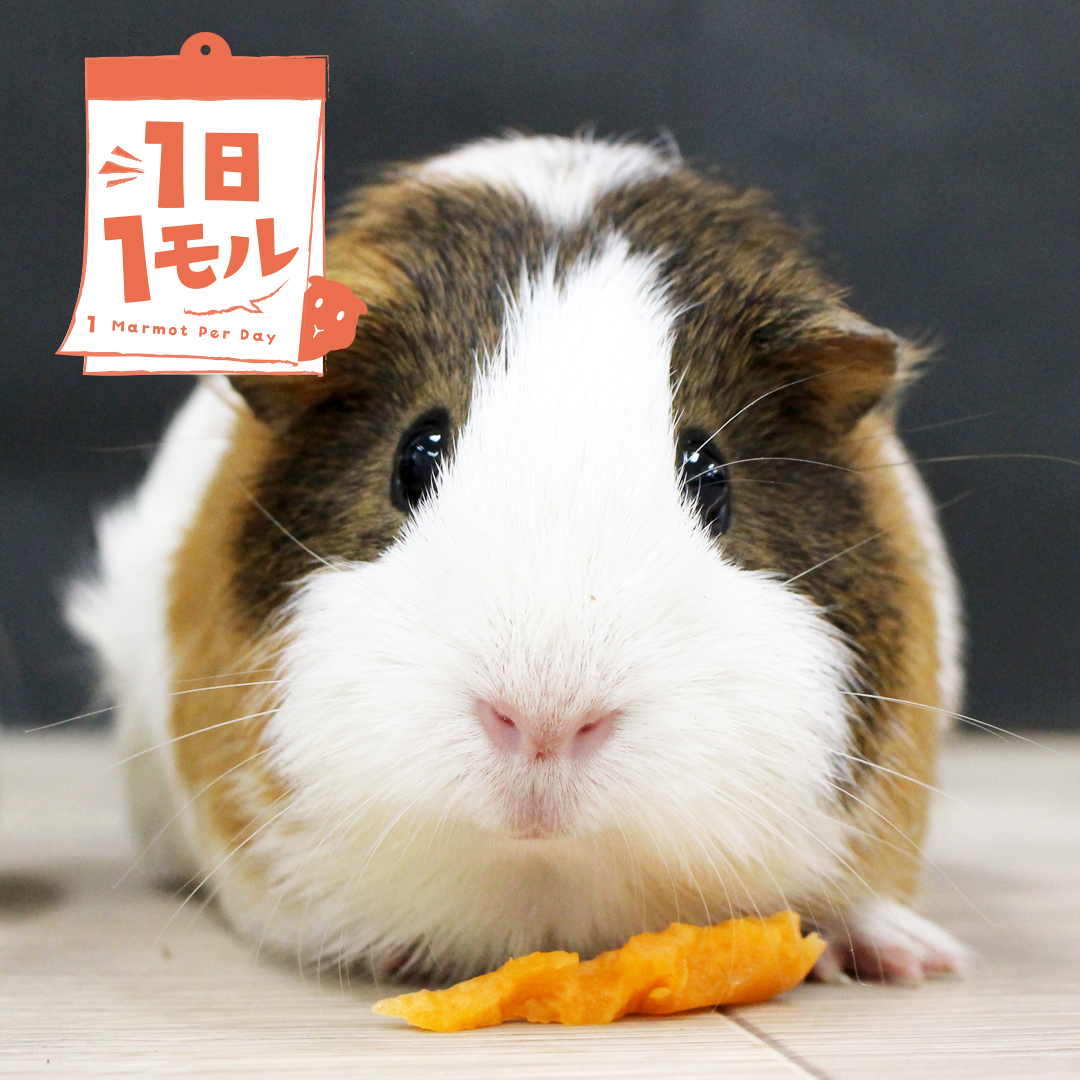 🤎1日1”モル”🤎

【今日のモル】
再登場！くらげちゃん
最強ビジュ炸裂✨
是非、ゆめ牧場に会いに来てなの〜💖

#成田ゆめ牧場  #モルモット #ふれあい