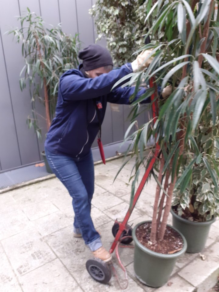 Angers_Jardins's tweet photo. L’équipe déco de la direction parcs jardins et paysages #Angers est intervenue sur le décor du @PremiersPlans les végétaux sont préparés au centre technique parcs et jardins puis acheminés au Centre des Congrès, de belles plantes vertes mises en lumières ! 🪴❤️#AngersSupernature https://t.co/n8IYIZAR9H
