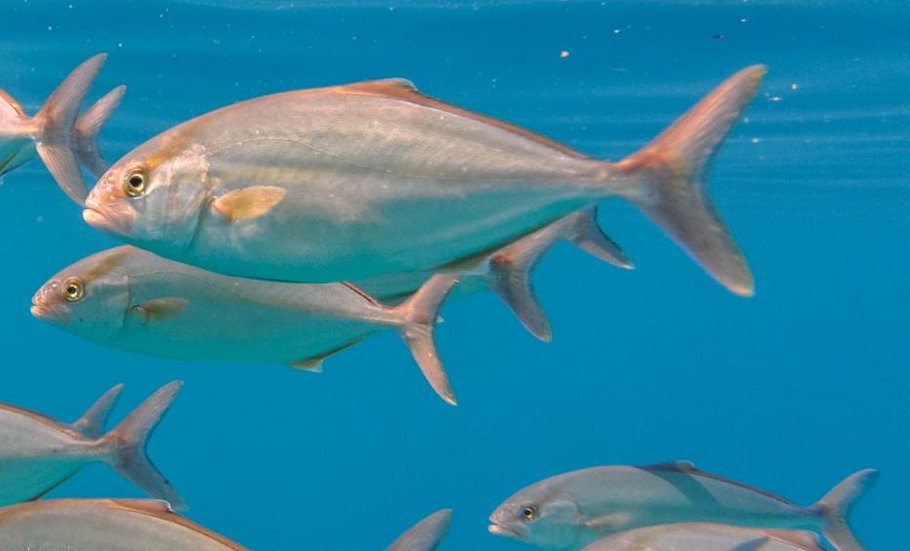IPacuicultura's tweet photo. Avanza la tramitación del proyecto de Ocean Aquaculture Canarias para producir #seriola en mar abierto en Almería https://t.co/5DNPlwJypn #acuicultura https://t.co/2M5ph9RY1P