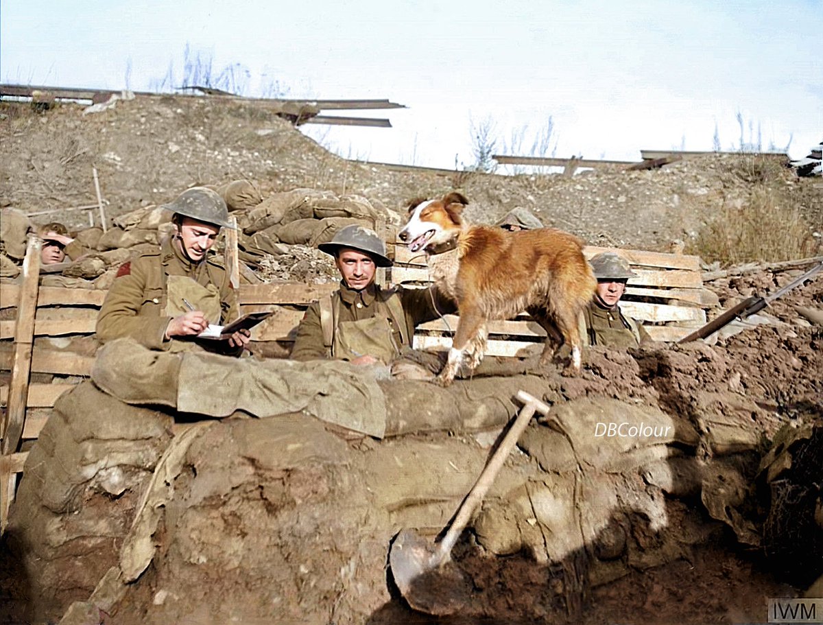 26 January 1918
A trench message dog of the 5th Battalion, Manchester Regiment stands on a sandbagged wall as it waits for an officer (left) to complete the note he is writing, Cuinchy. One soldier (centre) pats the dog and holds him steady. 
© IWM Q 6475