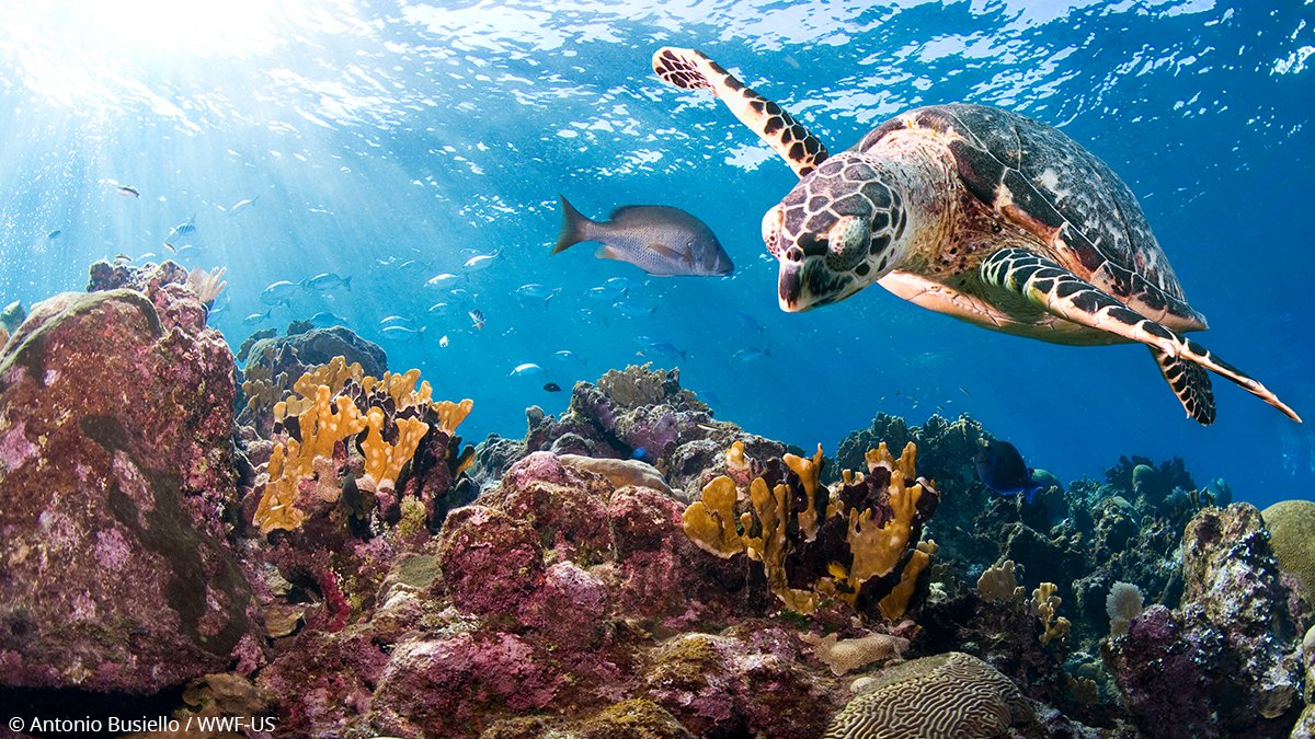 WWF UK tweet media