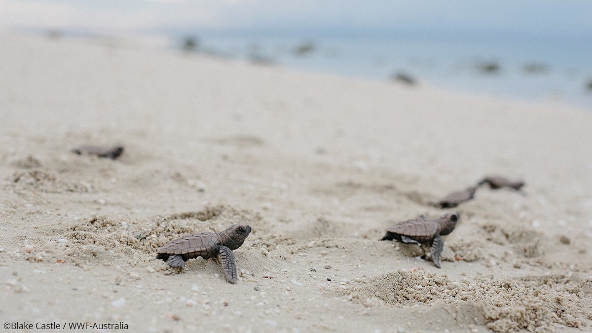 WWF UK tweet media