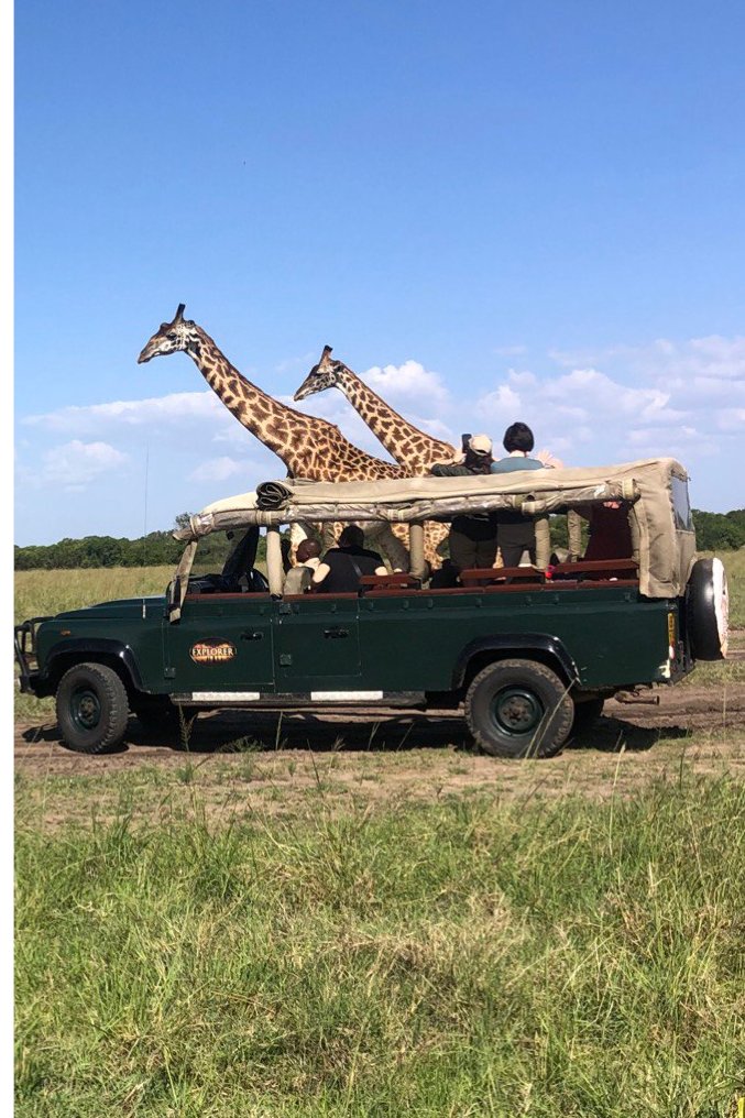 MaraIntrepids's tweet photo. We are keen to pick out the best sightings for our guests while we drive around the plains of Maasai Mara and with such; our guests are assured of great viewing, informative knowledge and even better photos. #Journeywithheritagekenya #ExploreMEX #Mara https://t.co/sGRyastYjm