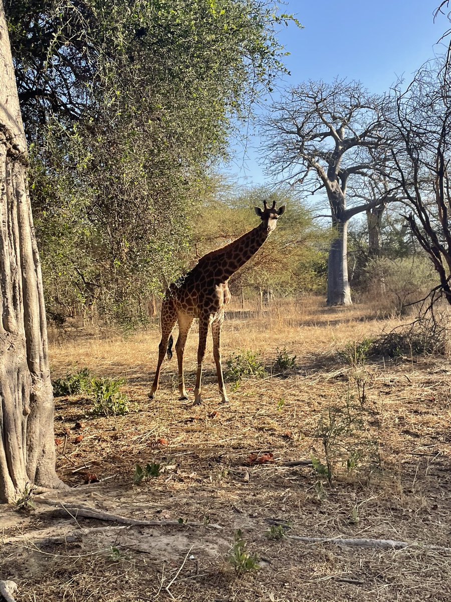 DTragus57's tweet photo. Déjà en manque de soleil mais qu’est ce que ça m’a fait du bien 🇸🇳🔥😍 https://t.co/6vaWBEFFJf