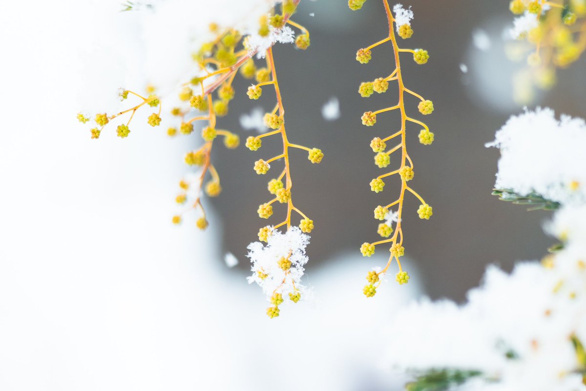 _pryo_'s tweet photo. 雪 https://t.co/kX3Fj9UwSd