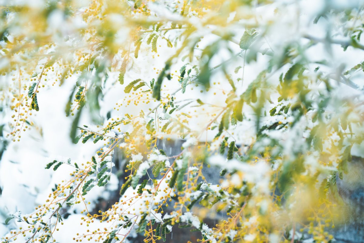 _pryo_'s tweet photo. 雪 https://t.co/kX3Fj9UwSd