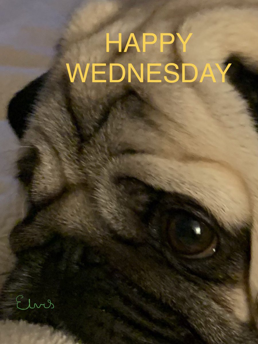 Elvis The Pug tweet media