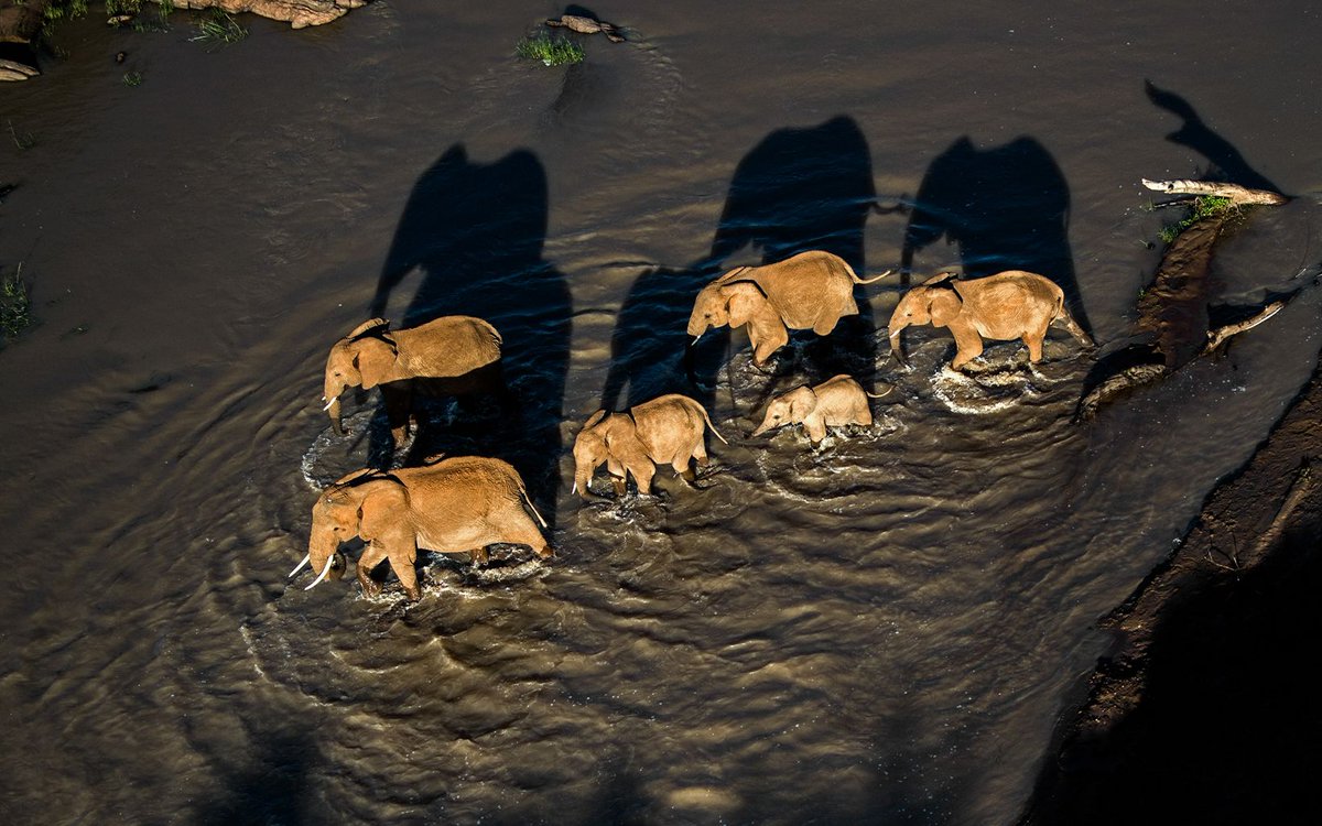 Loisaba Conservancy tweet media