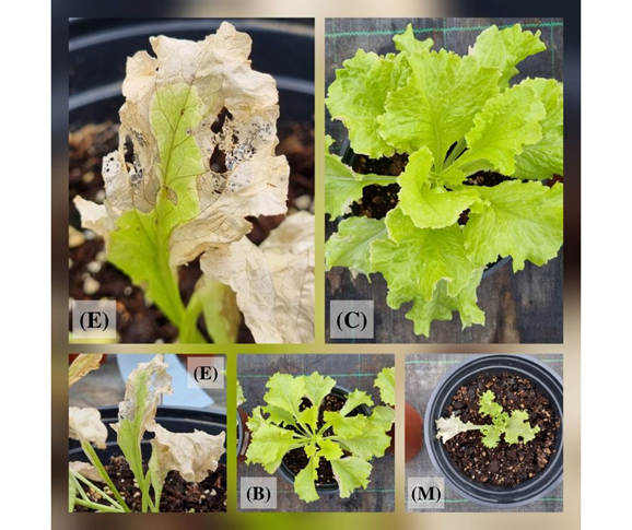MariGre04385907's tweet photo. #USAMV tested on🥬 conventional fertilizer (E), residual materials from the BLUEsector (B-C) and a control (M). Plants from variants B and C were not affected by the attack of the pest! We will return with the final results of our research, stay tuned😀✌️#bluebiocofound #plants https://t.co/3oy3LuK14n