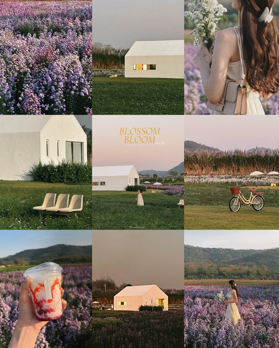 Blossom Bloom 🌸🌸 ยกให้เป็นสวนดอกไม้ + คาเฟ่ที่สวยสุดในใจของเขาใหญ่ตอนนี้เลออ ค่าเข้า 50.- มีพร้อบใดใดให้ยืมด้วย ช่วงนี้อากาศดีมากก ช่วงพระอาทิตย์ใกล้ตกสวยมากก รักกกกก 🫶🏻🥹