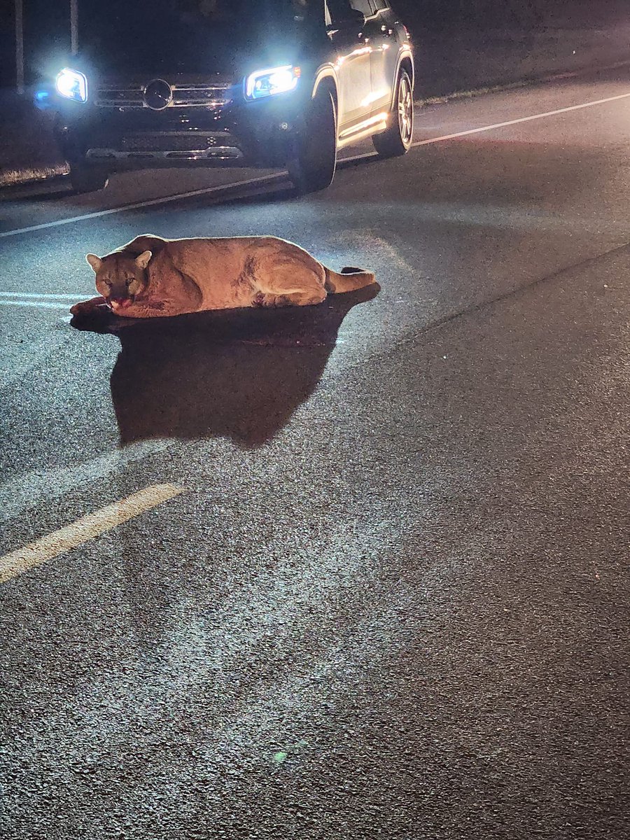 Did you see the news out of Franklin County, MO? 
According to <a href="/MDC_online/">MO Conservation</a> they have confirmed a mountain lion was hit by a vehicle Sunday night! 🤯 This is only the third confirmed mountain lion sighting in MDC’s St. Louis Region since 2011!

📸| Tiffany Mitchell Door
