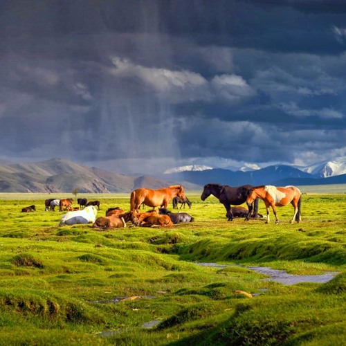 Mongolia tweet media