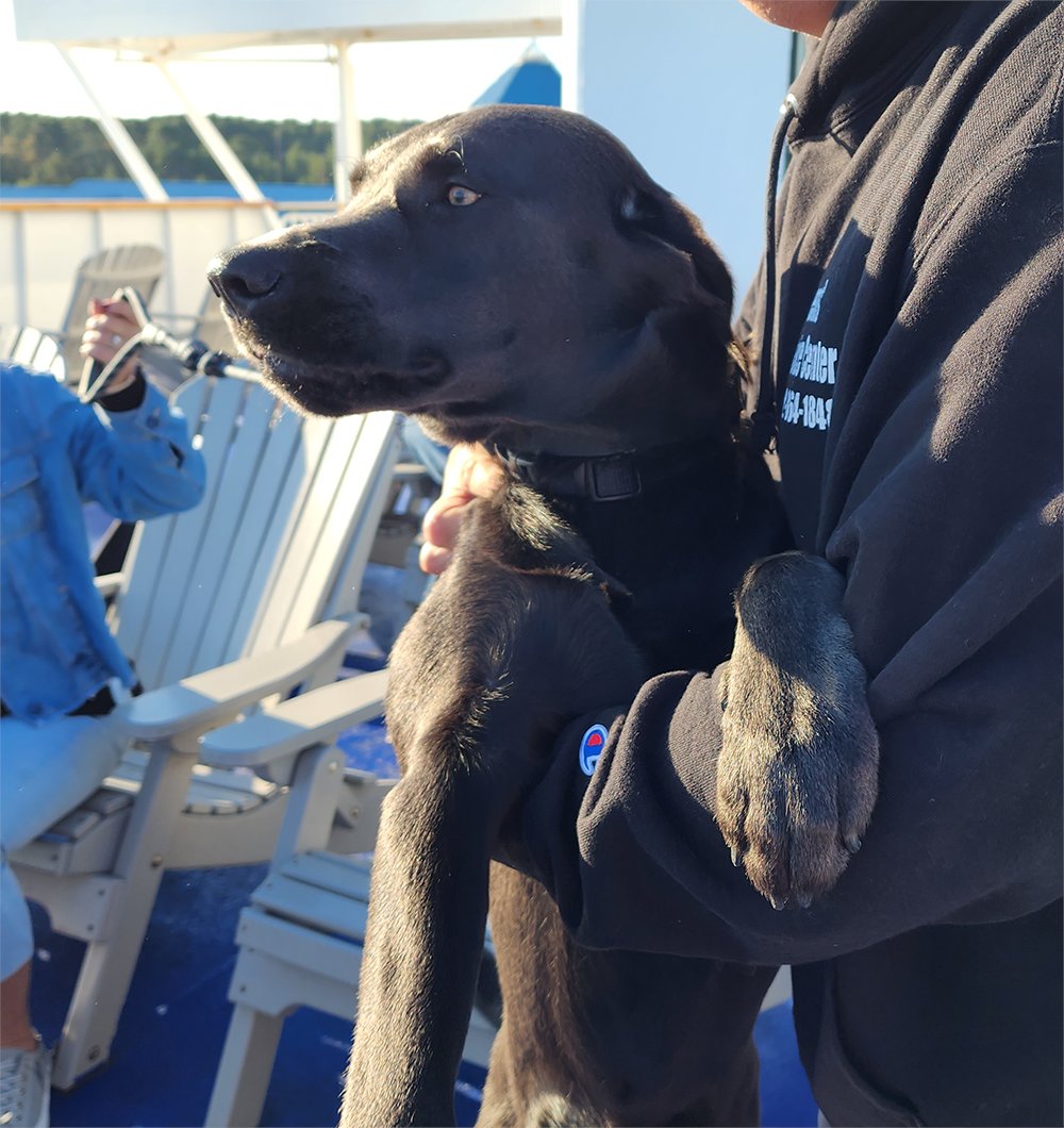 CMLFerry's tweet photo. There's always something good on the horizon if you keep your focus forward! #WednesdayWoof #CMLFerry #ferryfan #ferrydog https://t.co/PZRU7IcJoy