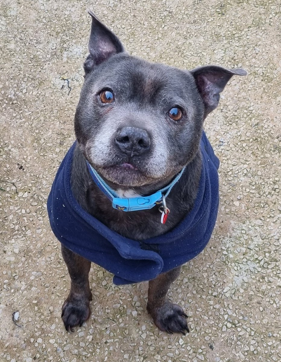 3/4
In return, I promise lots of staffy snogs and snuggles plus you’d get to look at this cute face all day!
I do need to go somewhere that’s dog and child free please – a boy needs his peace to get better.
If you’re close to kennels in Stoke-on-Trent that would be brilliant...