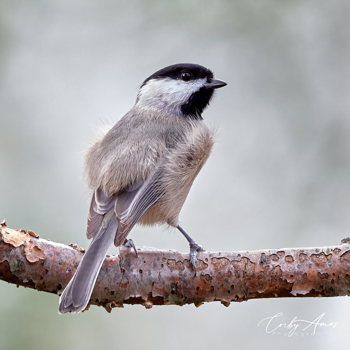 corbyamosphoto1's tweet image. Just a wee bit windy but its little passerine toes are locked on tight. Carolina Chickadee.
.
.
#birdphotography #birdwatching #birding #BirdTwitter #twitterbirds #birdpics #carolinachickadee