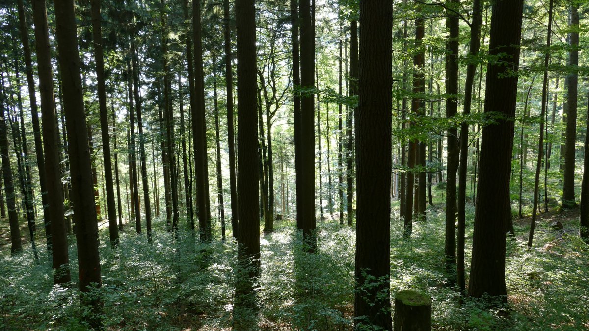 Non-native #forest tree species can reduce #species diversity when planted in uniform stands, a WSL study shows. More at wsl.ch/en/news/2023/0… 📷 Thomas Reich, WSL #forestspecies #biodiversity #alienspecies #forestry #trees #foresttrees