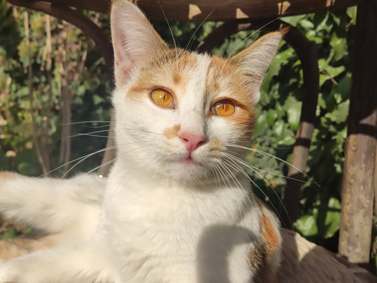 Vlalalad tweet media