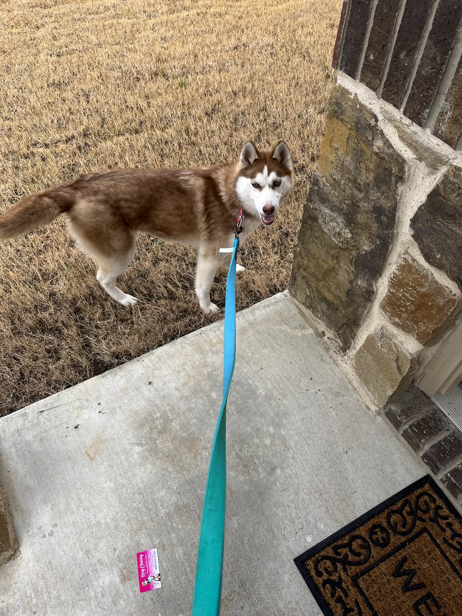 wdcastleberry's tweet photo. @corbydavidson help me find this puppy’s owners, we found her in our neighborhood in heartland, had a collar but no tags and not chipped. https://t.co/d3WRBJNWnd