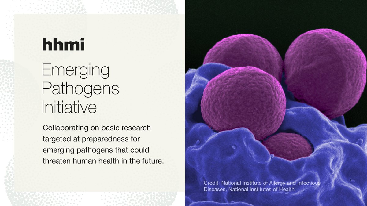 Today HHMI is announcing a commitment of $100 million to the Emerging Pathogens Initiative. The new effort’s research will target preparedness for future emerging pathogens. Learn more: hhmi.news/3XDQowl