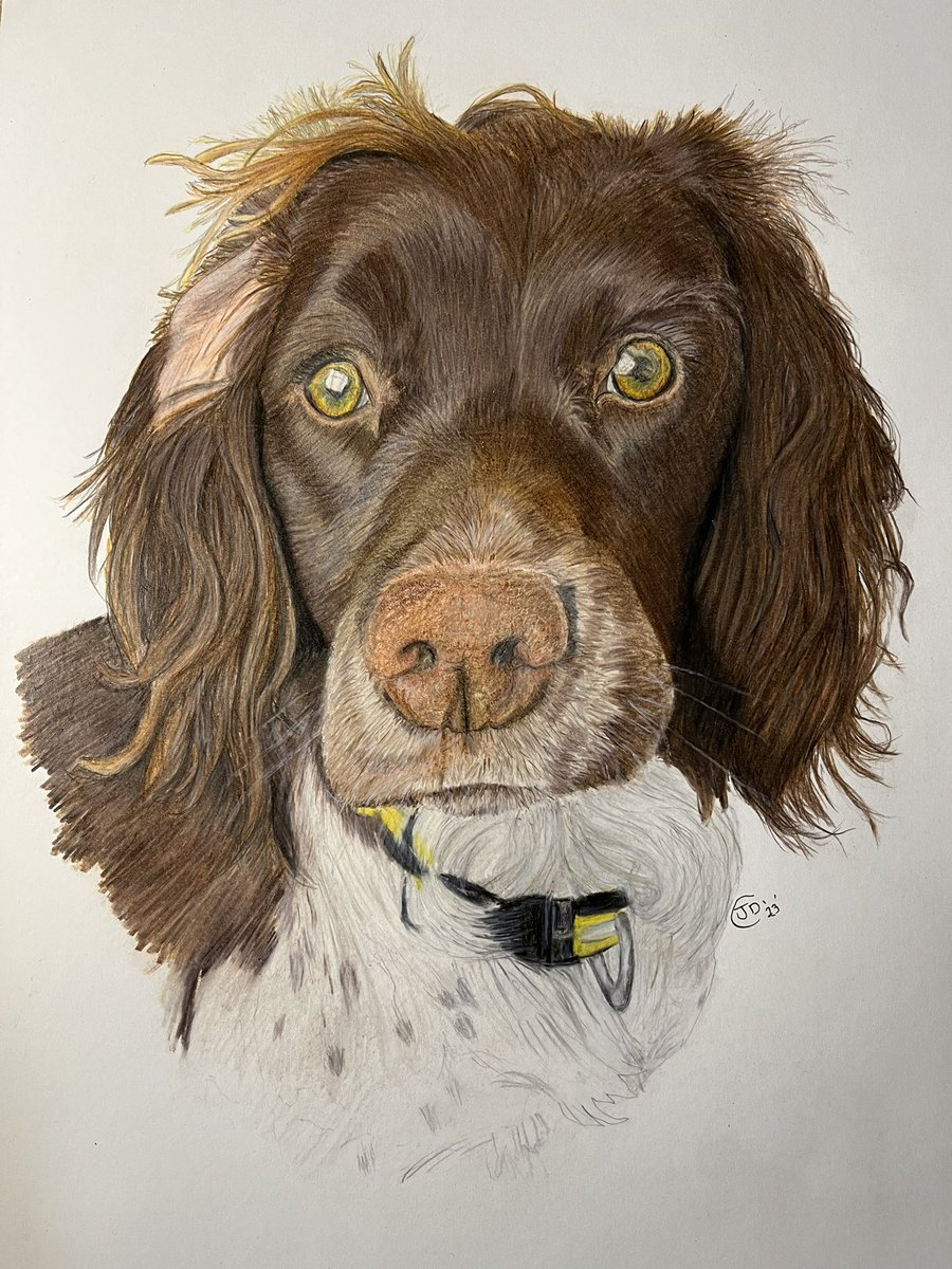 jace34's tweet photo. Finished my springer spaniel drawing .This took 35hours to make but so worth it .check out the link in my bio .
Commissions are open https://t.co/Jo09G1zJih