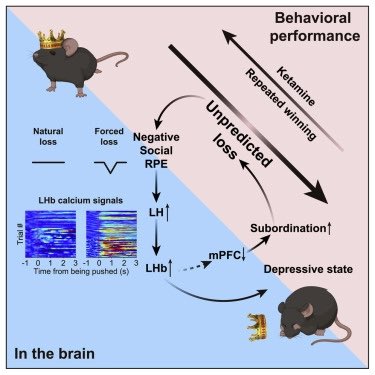 Cellの論文で社会的地位を突然失い、うつ病を発症するメカニズムをマウス🐀で調べているんですが、素晴らしく面白い研究でした。 この試験の肝はマウスから社会的地位を奪うためのプロトコルだと思うんですが、すごく興味深かったので紹介します。リンクに動画もあります。 doi.org/10.1016/j.cell…