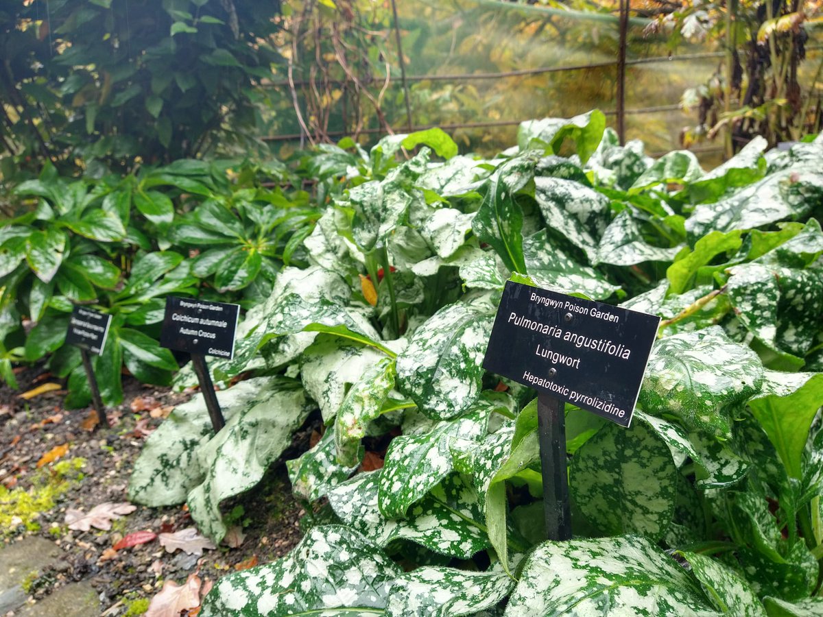 Did you know if you pull up a Mandrake plant and it screams, then you're going to die?! Harry Potter fans might! 
bbc.in/countryfocus this Sunday morning at 7 o'clock
<a href="/carolineevans10/">caroline evans</a> 
<a href="/walesbotanic/">🏴󠁧󠁢󠁷󠁬󠁳󠁿 Gardd Cymru 🌿 Garden of Wales</a>  <a href="/C_Dearden/">Chris Dearden</a> <a href="/Cwm_Idwal/">Cwm Idwal</a> @eryrinpa <a href="/Team_BMC/">British Mountaineering Council</a> <a href="/WalesYFC/">Wales YFC</a> <a href="/BryngwynHall/">Bryngwyn</a>