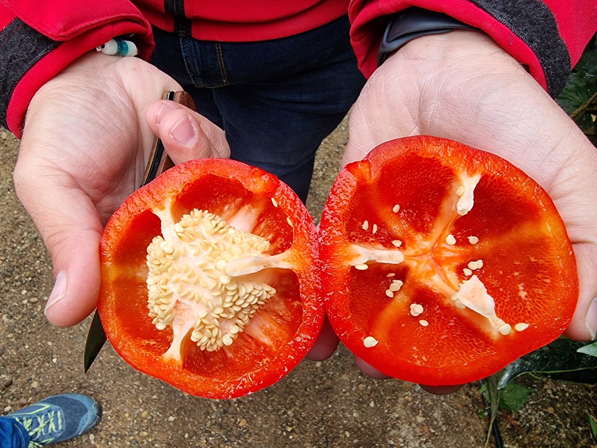 FHALMERIA's tweet photo. #Nunhems ha presentado en #ElEjido su variedad #Krakos, un pimiento California rojo 🌶️🌶️🌶️ con "alta producción, gran rebrote, buen color y calibre homogéneo", las características ideales 🆙 para el agricultor🧑‍🌾y la cooperativa 🚛
@BASF_AgroES 

📰👉https://t.co/T7wbHI185V https://t.co/2fQNMP3UoV