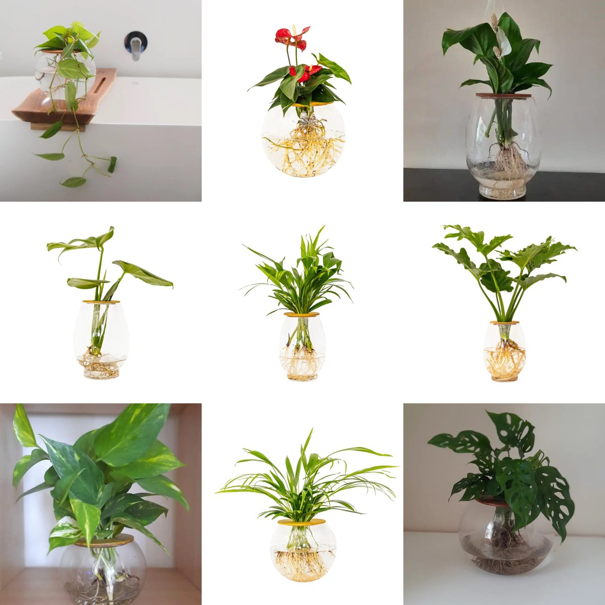 ClicknPlantza's tweet photo. HUGE sale on VASES, get yours today.
They are great additions for your home, office, classroom, restaurant and office rooms.
Happy Gardening!!

#vases #indoorplants #officeplants #easytogrow #plantsale #getyourwnow
#gardening #plantlover #plantparent #indoorjungle https://t.co/oMuUloIt59