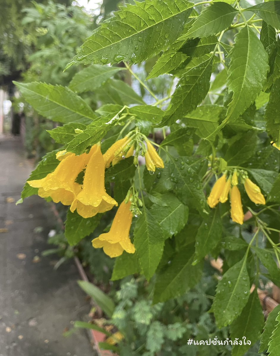 ยิ่งบทเรียนยากขึ้นเท่าไหร่ ถ้าเราผ่านมันไปได้เราก็จะยิ่งเก่งขึ้นเท่านั้น✌🏻☺️

#แคปชั่นกำลังใจ #แคปชั่นโดนใจ #แคปชั่นเหงา #แคปชั่นเด็ด #แคปชั่นโดน #คำคมชีวิต #ชีวิตคิดบวก #คิดบวก #แคปชั่นความสุข #คำคม #ข้อคิดดีๆ #คำคมกวนๆ #แคปชั่นกวนๆ #ความรู้สึก