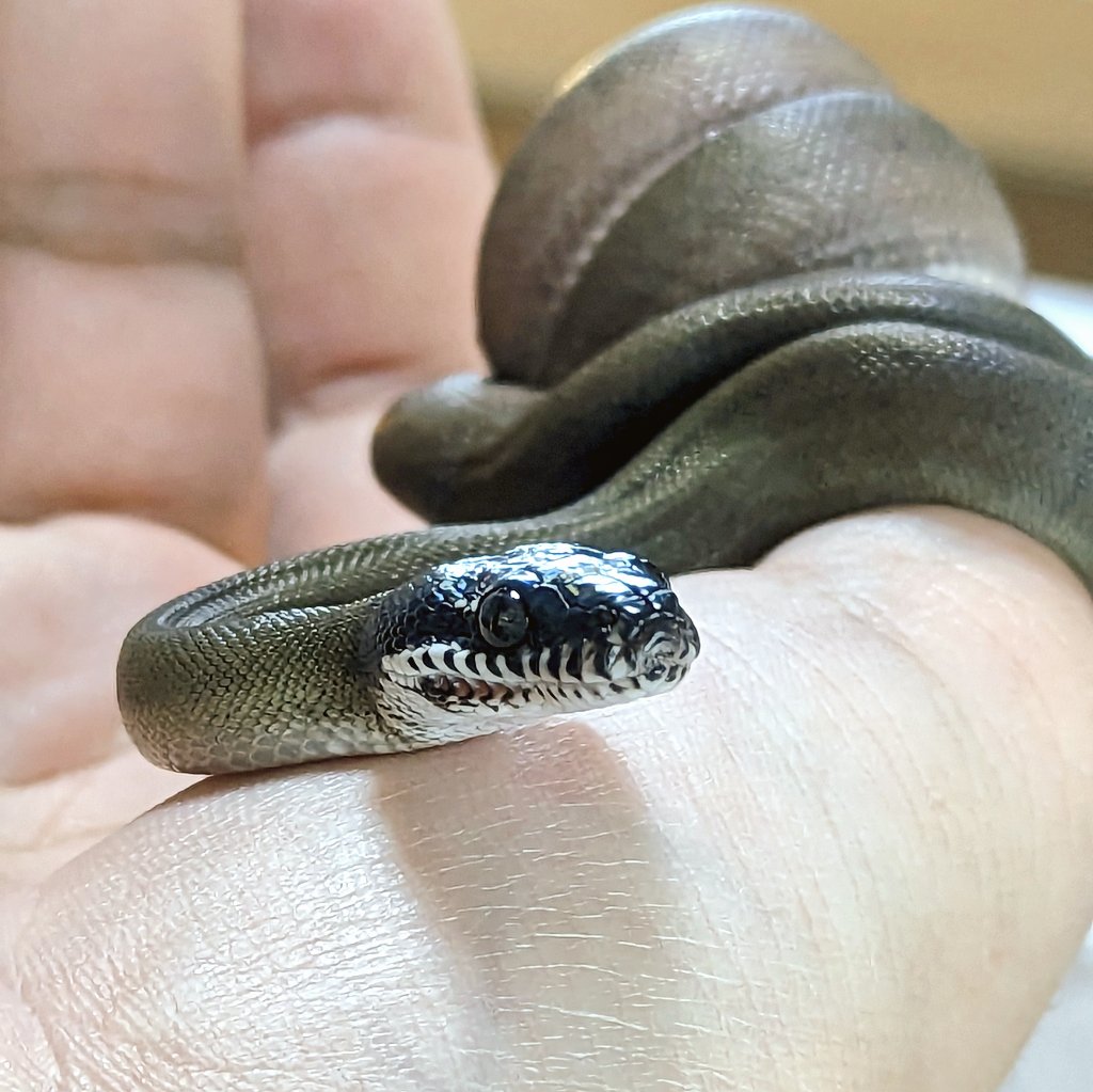 ya_dgns's tweet image. ノーザン二代目🐍
気性が荒いというか、すごい神経質な感じですよね🫢
#アルバーティスパイソン
#whitelippedpython
#爬虫類好きと繋がりたい
