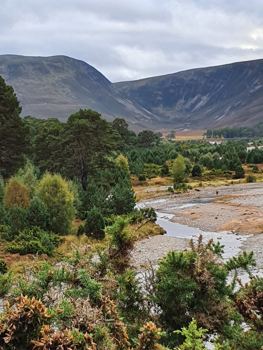 The ecological desert that is Ireland, compared to many parts of the Scottish Highlands, where centuries of the erasure of nature are now being reversed in landscape-scale rewilding.

We've a *lot* of catching up to do on this island.