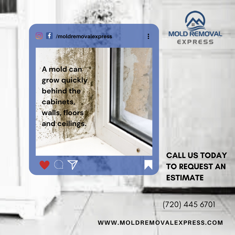 MoldRemovalXP's tweet photo. Mold &amp; Mildews can grow quickly behind cabinets, walls, floors and ceilings. It’s important to remove them as soon as possible to prevent harm to the structure and occupants.
#fortcollins #denver #boulder #coloradosprings #colorado #moldremovalexpress #moldtesting #moldinspection https://t.co/ygVJA6OSTO