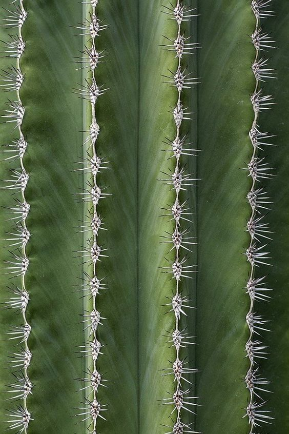 krowertak's tweet photo. cacti https://t.co/cuxHocolCJ