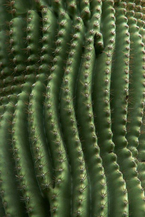 krowertak's tweet photo. cacti https://t.co/cuxHocolCJ