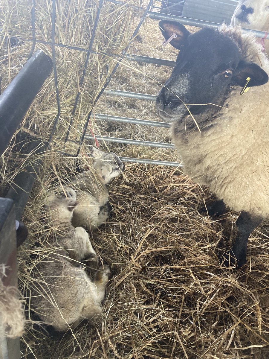 Joanna Powis💙 tweet media