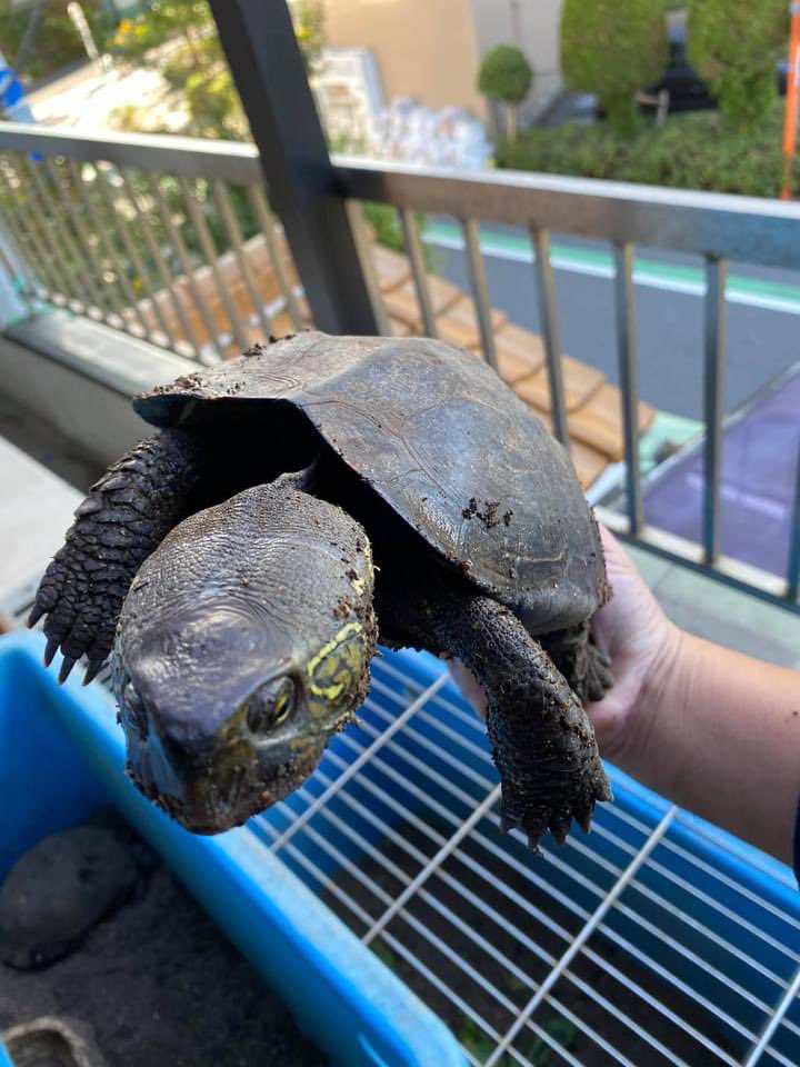 ManKamakura's tweet photo. オオアタマクサガメ(過去飼育個体) https://t.co/cHpdlcFwaO