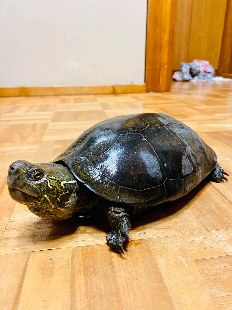 ManKamakura's tweet photo. オオアタマクサガメ(過去飼育個体) https://t.co/cHpdlcFwaO